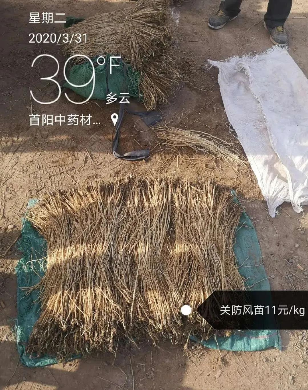 防風價格最新動態(tài)及行情分析