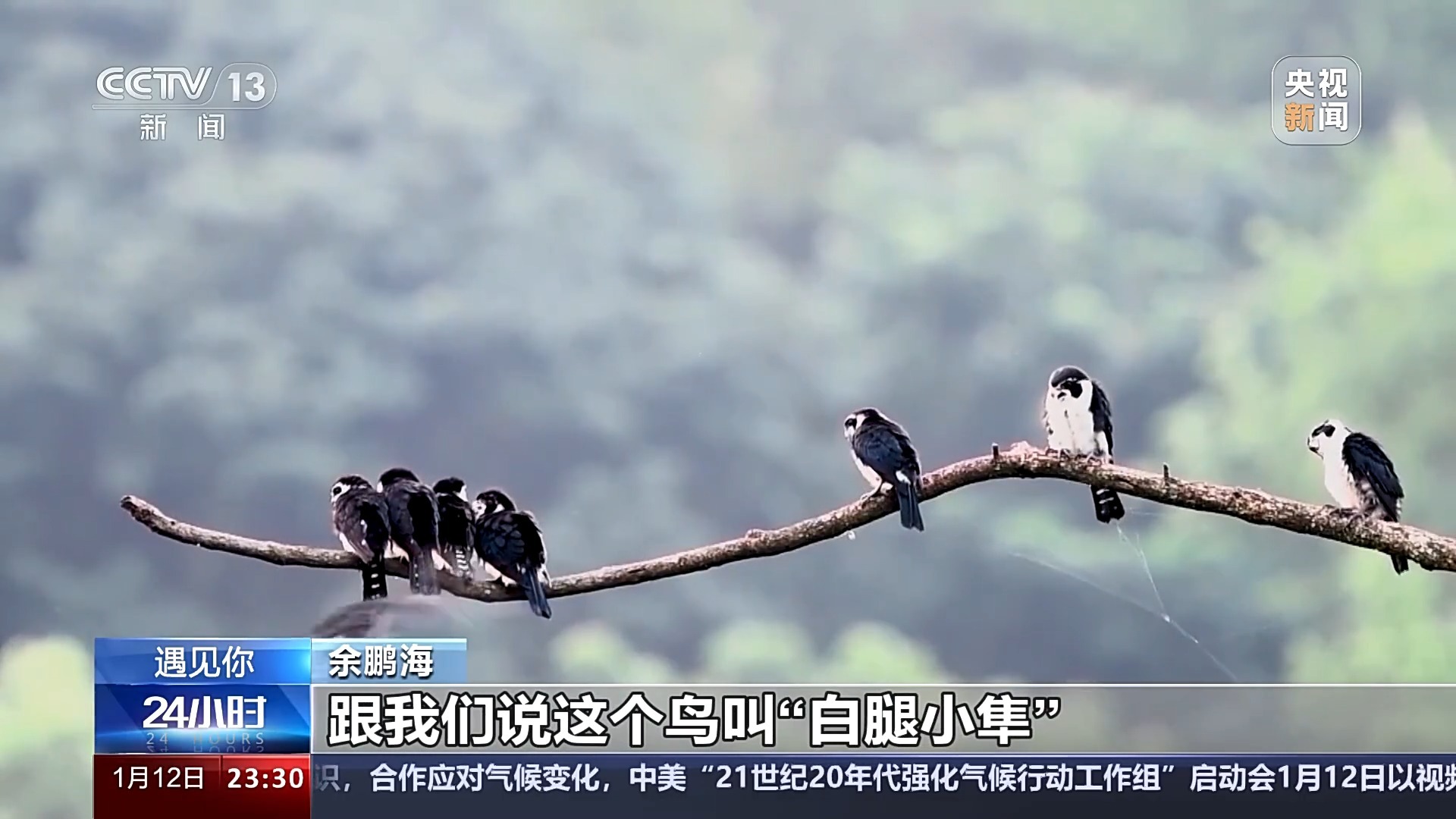 探索自然的新領(lǐng)航者，最新鳥哥揭秘自然奧秘之旅