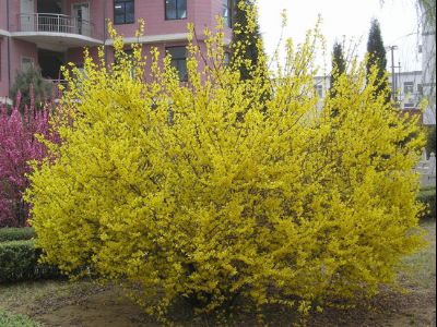 連翹最新價(jià)格概覽，市場分析、動(dòng)態(tài)及趨勢(shì)預(yù)測(cè)