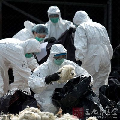 全球禽流感最新疫情，防控形勢與挑戰(zhàn)分析