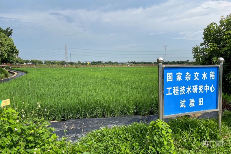 澳門天天開彩好正版掛牌_網(wǎng)友舉報過期大米銷往鄉(xiāng)村學(xué)校,深度解析數(shù)據(jù)應(yīng)用_戰(zhàn)斗版17.30.64