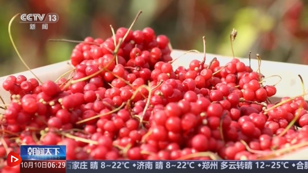 2024澳門天天六開彩直播_金秋時(shí)節(jié)果實(shí)累累映紅農(nóng)民笑顏,可靠性方案操作_精裝款72.31.75