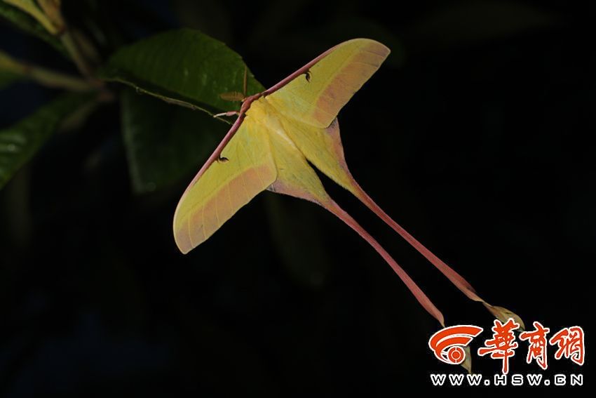 秦嶺探秘，新物種秦嶺缺翅螳驚現(xiàn)發(fā)現(xiàn)之旅