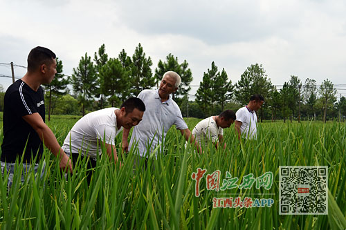 種好改革開放試驗(yàn)田，變化的力量與自信的種子在行動