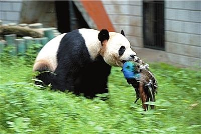 武漢動物園最新動態(tài)揭秘，小巷深處的特色小店探索之旅