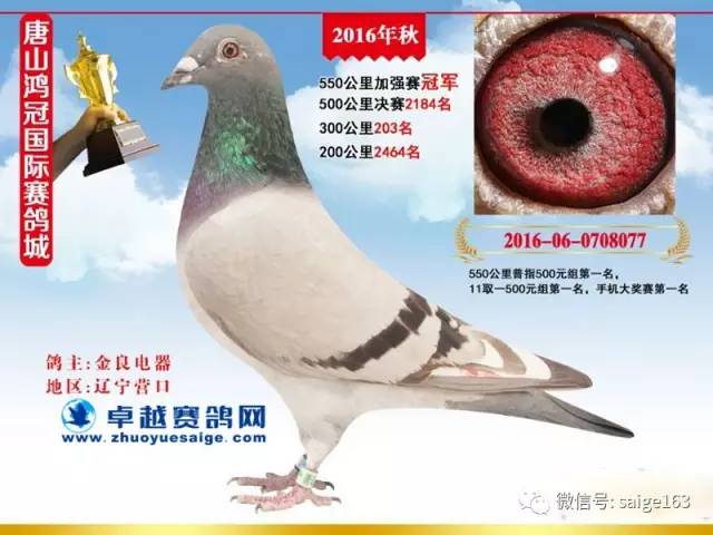 唐山鴻冠公棚最新公告揭秘，小巷深處的獨特風味等你來探秘！