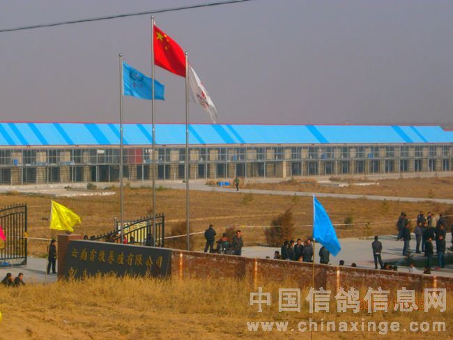 中衛(wèi)賽鴿公棚最新公告與小巷深處的特色小店探秘揭秘