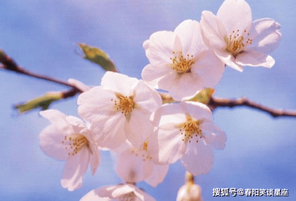 櫻花動漫最新勵志之旅，自信綻放，成就感的源泉