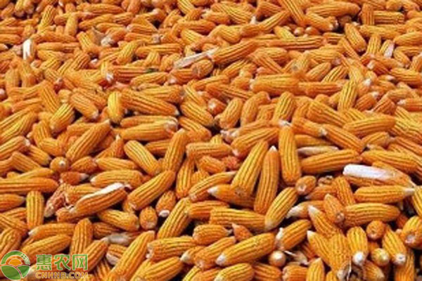河北玉米價格最新行情及分析概覽