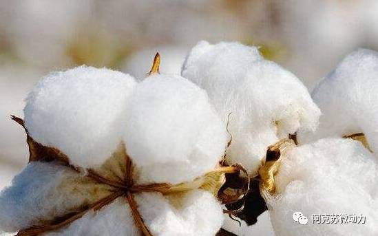 棉花價(jià)格探索之旅，自然美景與內(nèi)心寧?kù)o的追尋