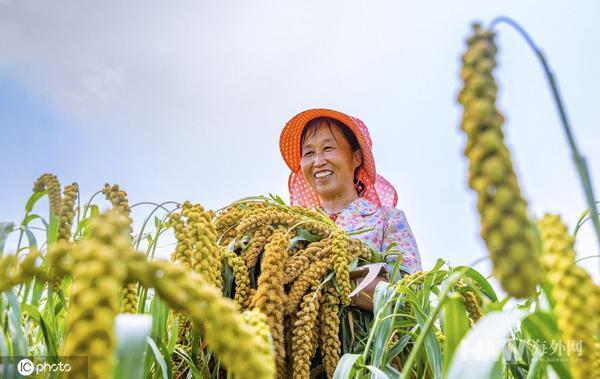 江西玉米價(jià)格最新行情深度解析，回顧與洞察