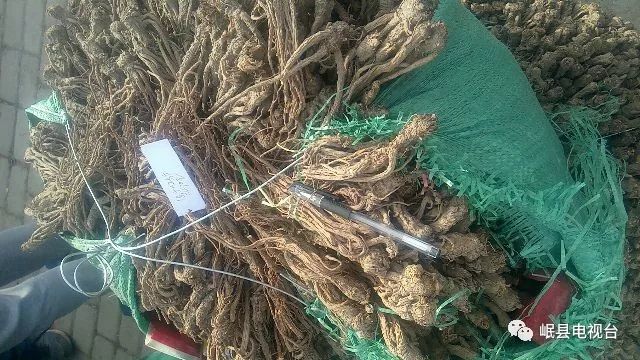 最新當(dāng)歸價格揭秘與行情分析??