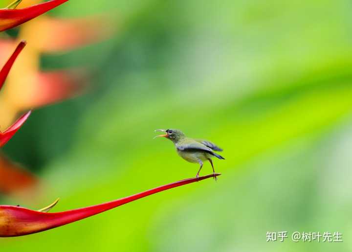 風(fēng)吟鳥唱最新流出，與自然美景的邂逅，探尋內(nèi)心平靜之旅