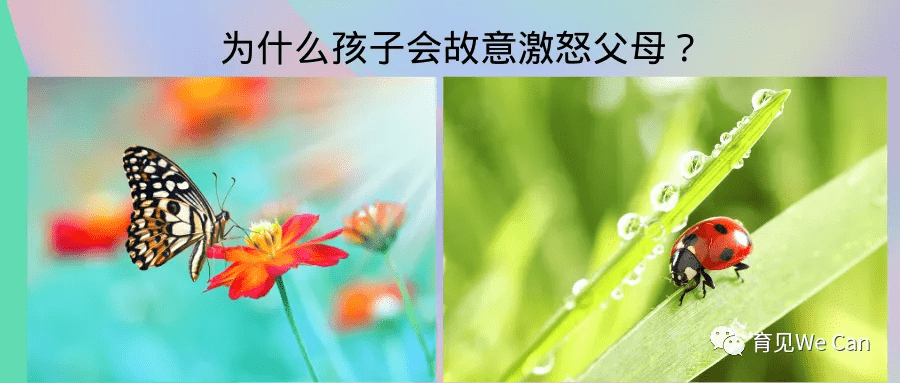 春物最新短篇，生機(jī)與希望的綻放