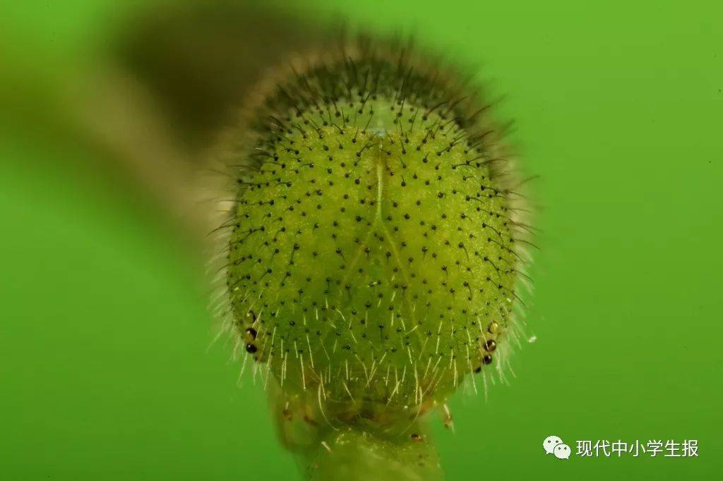 毛毛蟲最新動態(tài)，形態(tài)變化、生態(tài)角色及科研進展綜述