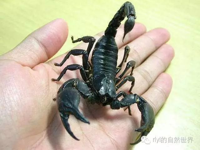 活蝎子最新價(jià)格表及購買指南