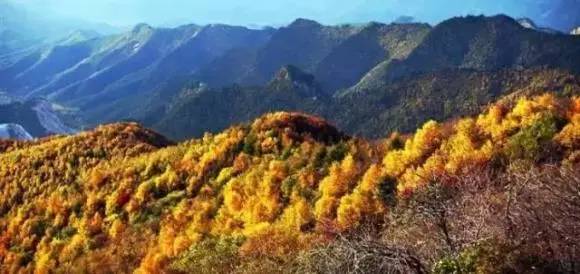 安微黃豆最新價(jià)格行情與探索自然美景之旅