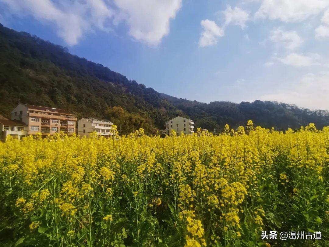 永嘉最新鄉(xiāng)鎮(zhèn)生活，溫馨日常的點(diǎn)滴記錄