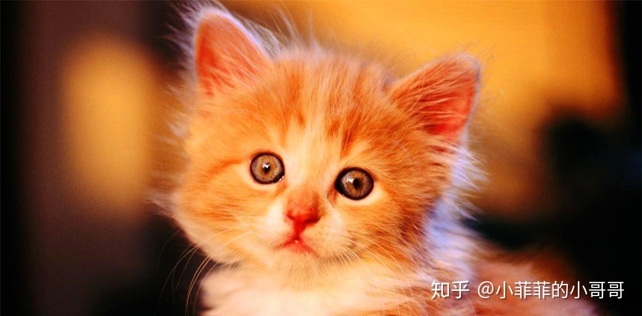 最新破解版貓咪，時(shí)代寵物的崛起及其深遠(yuǎn)影響