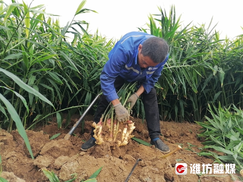 姜的最新動態(tài)，溫馨日常故事分享