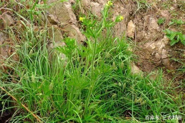 關于久草最新高清的爭議與觀點分析
