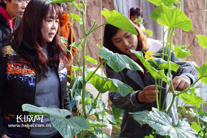 農(nóng)女殊色最新，種植與裝飾農(nóng)村家園技能提升之道