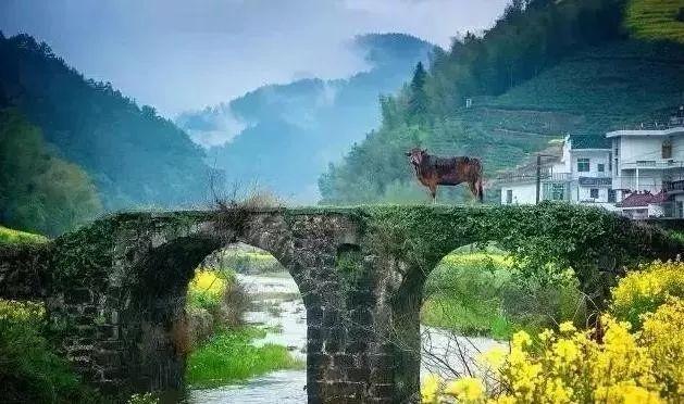 河南最新通知，探索自然美景，尋覓內(nèi)心寧靜的樂園