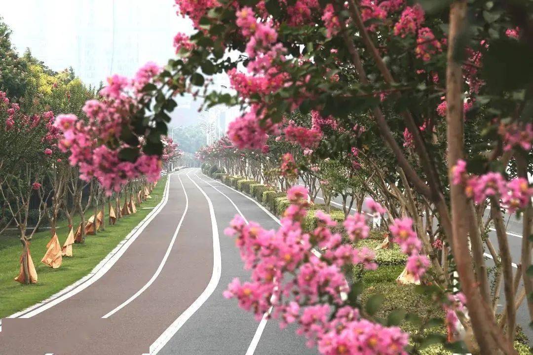紫薇圣女最新卦象解讀，心靈平和與遠(yuǎn)方美景之旅的啟示