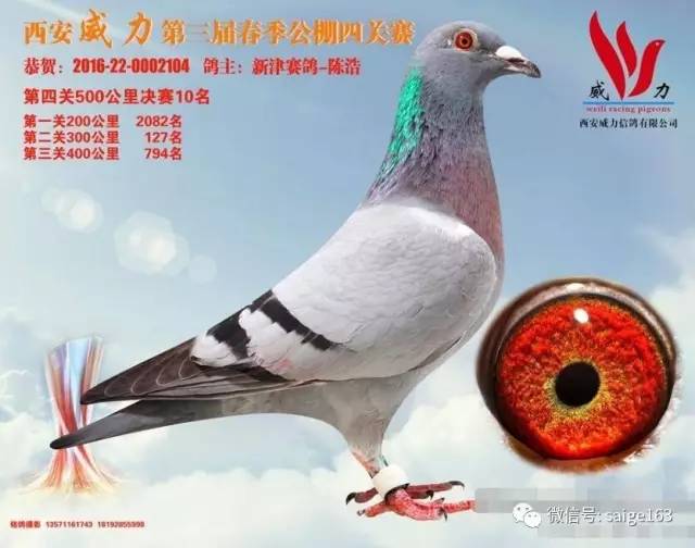 鴿價最新信息及概覽