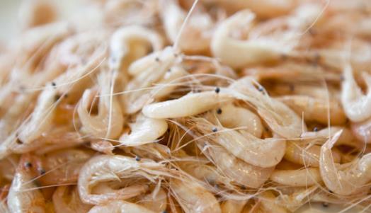 科技揭秘，白蝦何時(shí)上市？新鮮美味等你來解鎖！