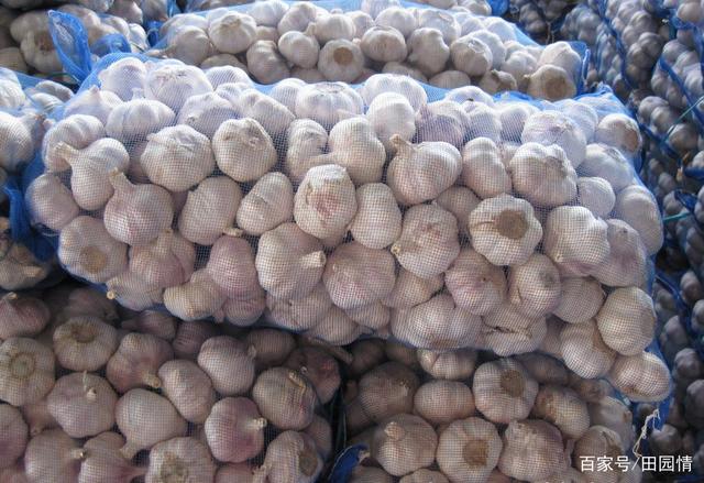 甘肅大蒜價格最新動態(tài)更新