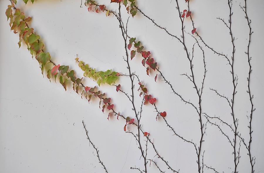 無(wú)錫芙蓉山莊最新動(dòng)態(tài)與資訊更新