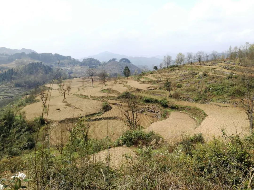 綏陽(yáng)青杠塘最新動(dòng)態(tài)更新，綠色發(fā)展的步伐與未來(lái)展望
