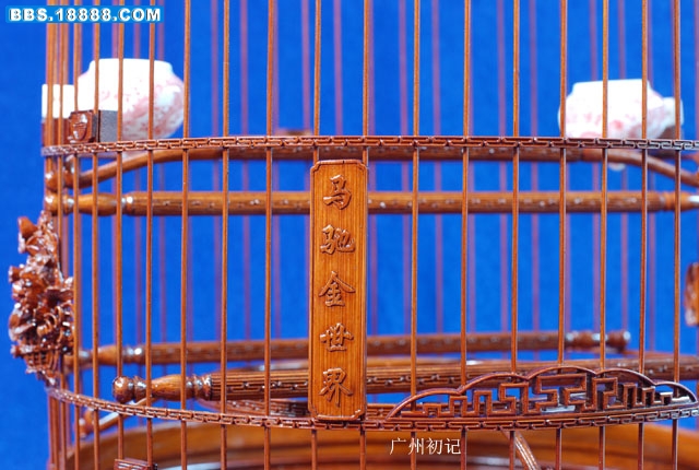 最新籠中對大揭秘，深度了解，盡在掌握