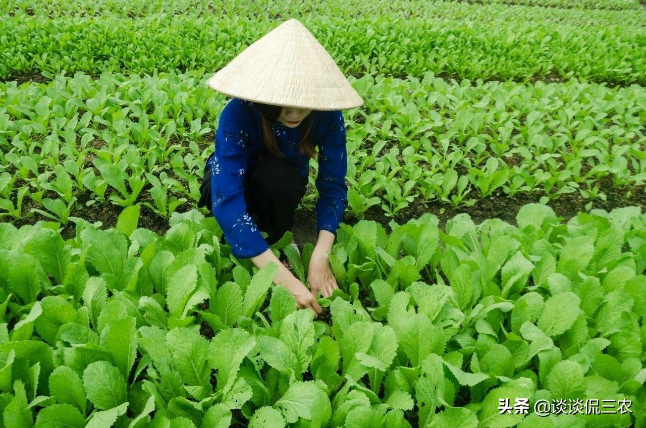 最新蟲(chóng)子，技能或任務(wù)的詳細(xì)步驟指南