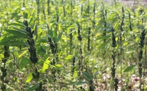 湖北芝麻最新價格與科技革新，芝麻雖小，潛力巨大