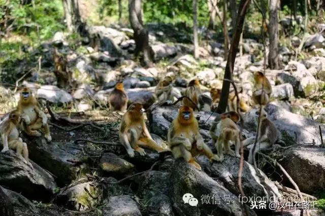 佛坪縣最新動態(tài)??