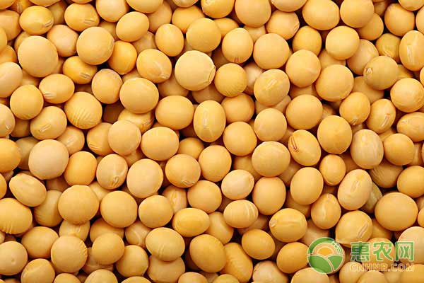 黑龍江大豆最新價(jià)格獲取指南，步驟解析與理解路徑