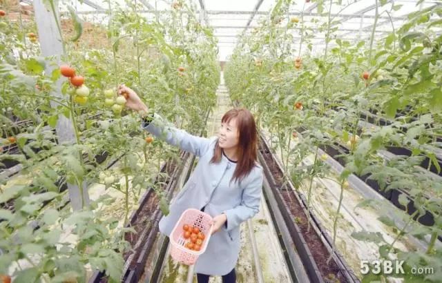 婷婷青青草最新網(wǎng)站，小巷深處的綠色樂園