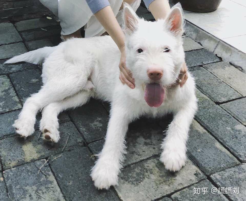 貴陽(yáng)最新下司犬出售，變化的力量與自信的成長(zhǎng)之旅