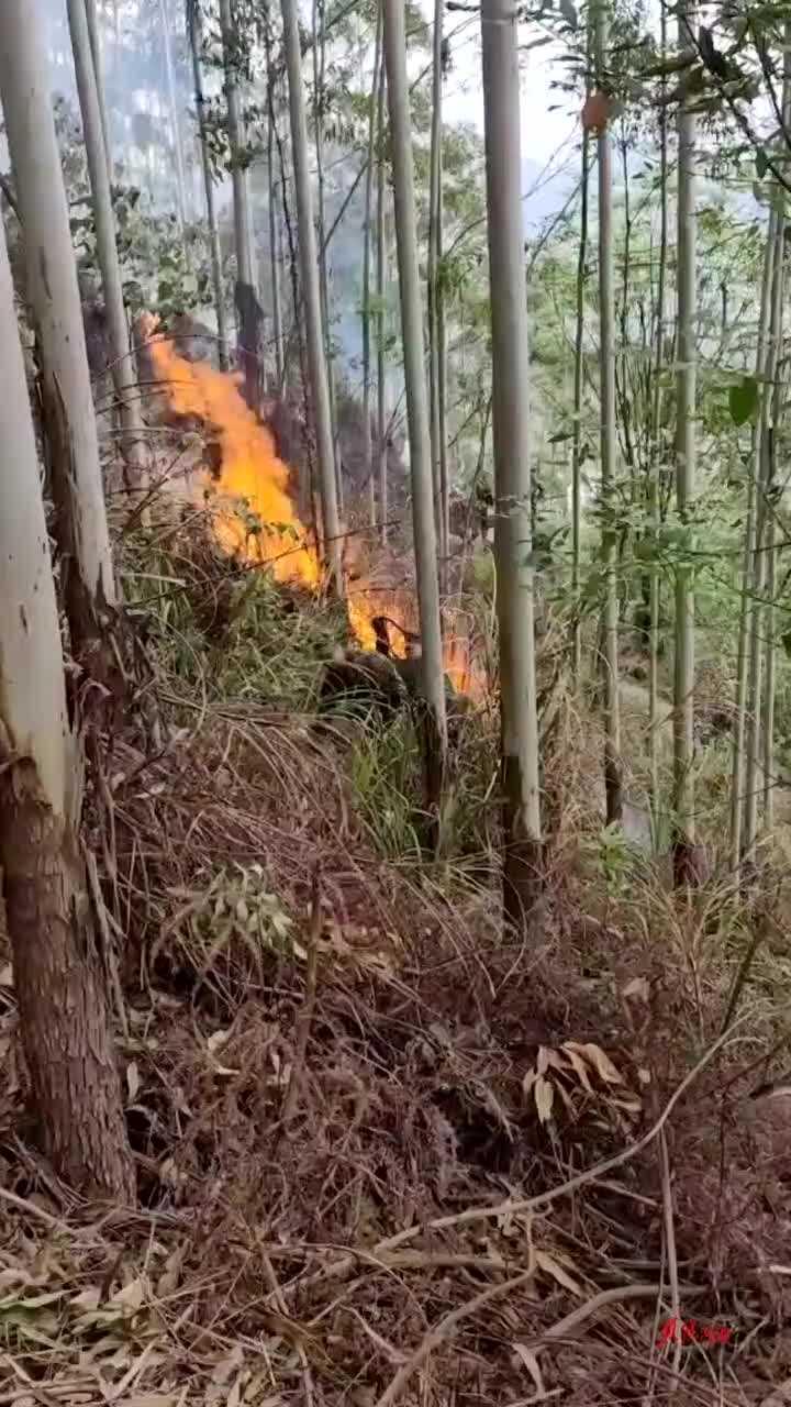 廣西金城江最新動(dòng)態(tài)閃耀揭曉！