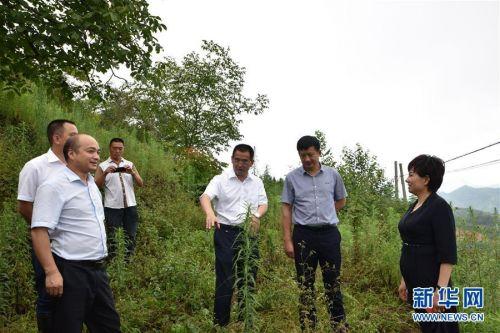 青川青青溪，自然美景探索之旅，心靈洗滌與覺(jué)醒的最新消息